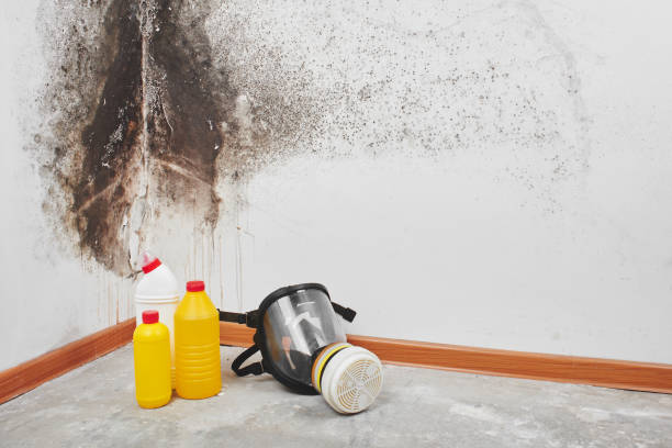 Best Crawl Space Mold Remediation in Shelton, CT