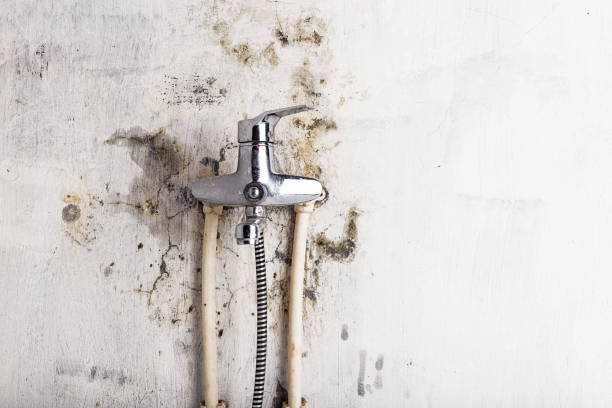 Best Residential Mold Remediation in Shelton, CT
