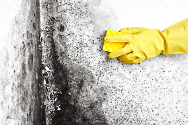 Best Residential Mold Remediation in Shelton, CT