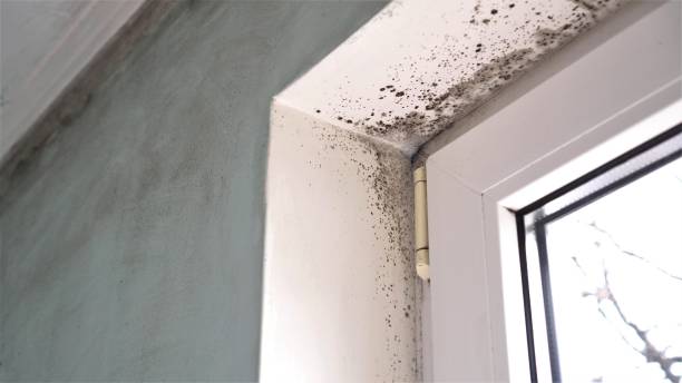 Trusted Shelton, CT Mold Remediation Experts