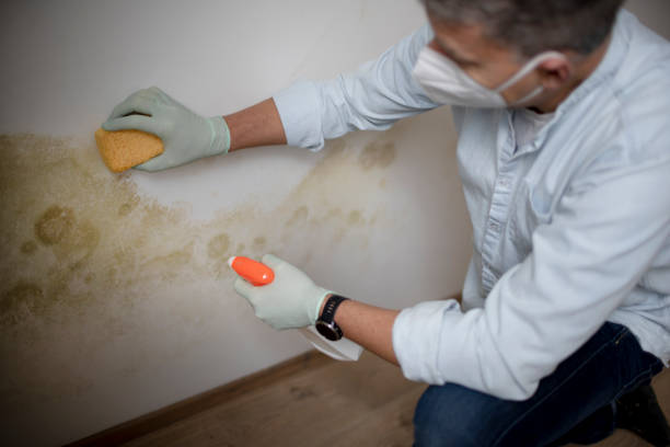 Best Emergency Mold Remediation in Shelton, CT