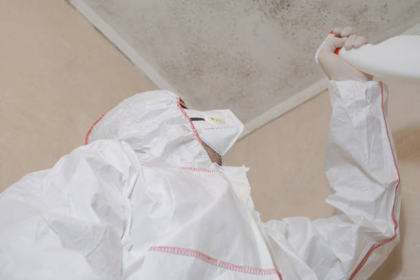 Best Black Mold Remediation in Shelton, CT