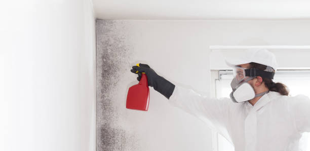 Best Localized Mold Remediation (e.g., coastal areas, humid climates) in Shelton, CT