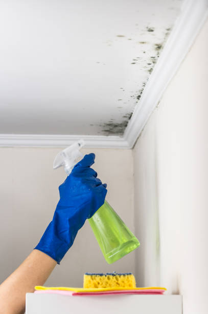 Best Mold Remediation for Specific Building Types in Shelton, CT